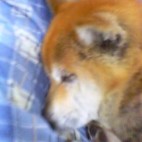 らべ